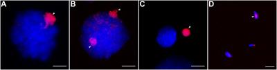 Germline-Restricted Chromosome (GRC) in Female and Male Meiosis of the Great Tit (Parus major, Linnaeus, 1758)